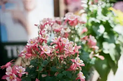 Flower — Lulu